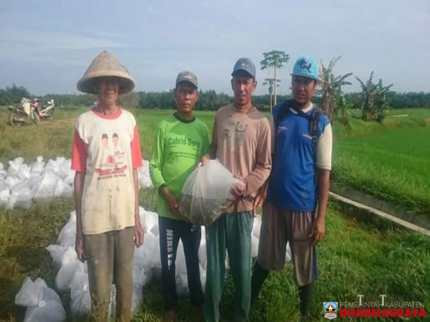 Bupati Sutan Riska Kirim Bantuan Pakan dan Benih Ikan Untuk Percontohan Minapadi