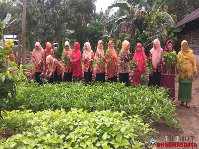 DWP Kabupaten Dharmasraya Belajar Tanam Sayur ke BPP Tiumang