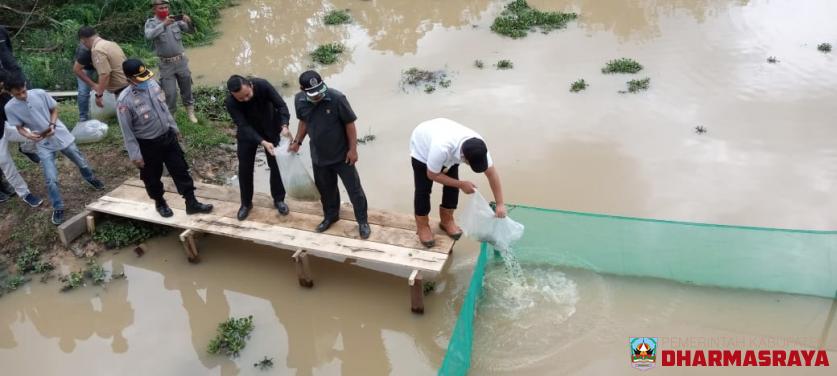PENEBARAN BENIH IKAN DI EMBUNG TOBEK RAJO KENAGARAIAN GUNUNG MEDAN, KECAMATAN SITIUNG