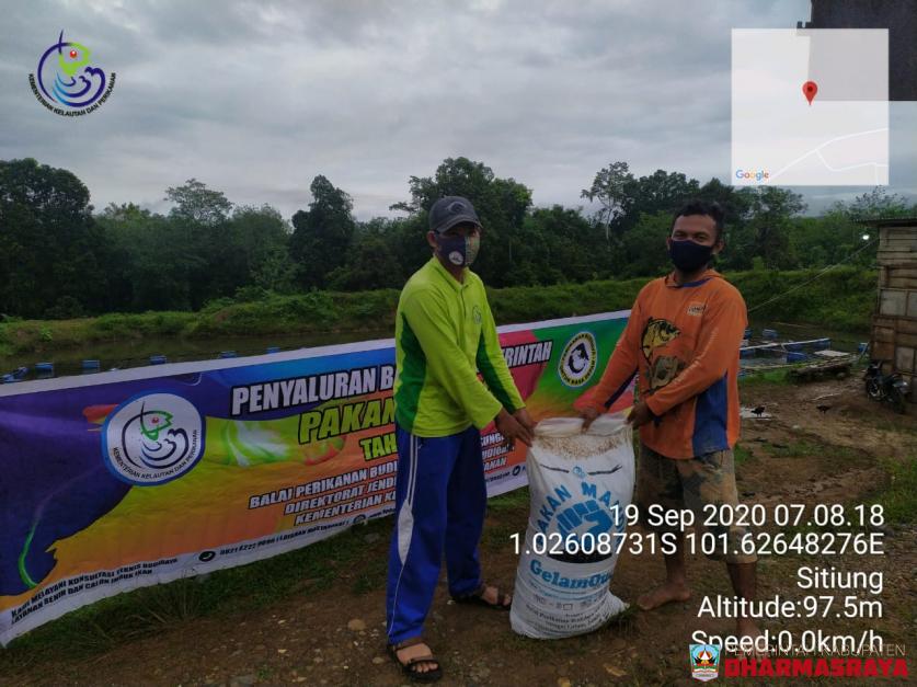 POKDAKAN BUNGA TANJUNG MENDAPAT BANTUAN BENIH IKAN PATIN DARI KEMENTERIAN KELAUTAN DAN PERIKANAN