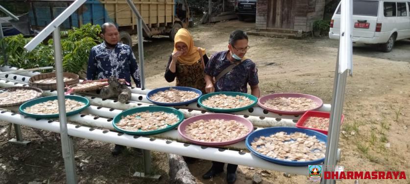 SURVEI PENGOLAHAN IKAN PADA KELOMPOK HARAPAN MAKMUR DI NAGARI RANAH PALABI KECAMATAN TIMPEH