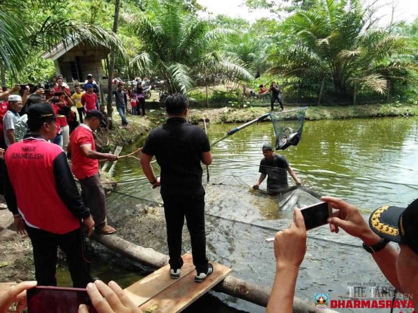 Sutan Riska Panen Ikan, Warga Kampung Surau Syukuri Bantuan Pusat